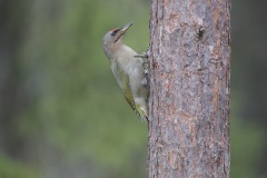 Grijskopspecht; Grey-headed Woodpecker; Picus canus