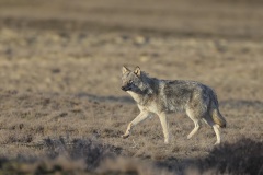 Grijze Wolf; Grey Wolf; Canis lupus