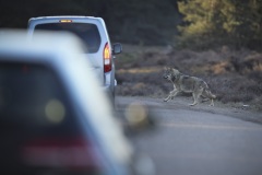 Grijze Wolf; Grey Wolf; Canis lupus