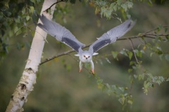 Grijze Wouw; Black-winged Kite; Elanus Caeruleus