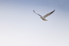 Grijze Wouw; Black-winged Kite; Elanus caeruleus