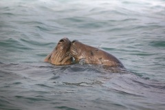 Grijze Zeehond; Grey Seal; Halichoerus Grypus