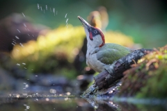 Groene Specht; European Green Woodpecker; Picus Viridis