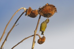 Groenling; European Greenfinch; Chloris chloris
