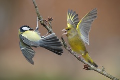 Groenling  Greenfinch  Chloris Chloris & Parus Major