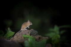 Grote Bosmuis; Yellow-necked Mouse; Apodemus Flavicollis