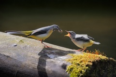 Grote Gele Kwikstaart; Grey Wagtail; Motacilla Cinerea