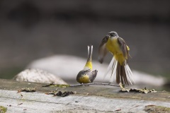 Grote Gele Kwikstaart; Grey Wagtail; Motacilla cinerea