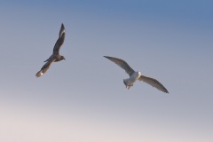 Grote Jager; Great Skua; Stercorarius skua
