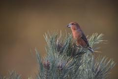 Grote Kruisbek; Parrot Crossbill; Loxia pytyopsittacus