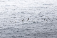 Grote Pijlstormvogel; Great Shearwater; Ardenna gravis