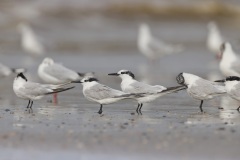 Grote Stern; Sandwich Tern; Thalasseus Sandvicensis