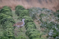 Grote Trap; Great Bustard; Otis tarda