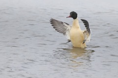 Grote Zaagbek; Common Merganser; Mergus Merganser