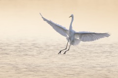 Grote Zilverreiger; Great Egret; Ardea alba