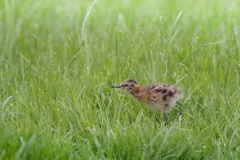 Grutto; Black-tailed Godwit; Limosa Limosa
