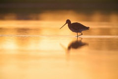 Grutto; Black-tailed Godwit; Limosa Limosa