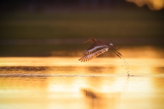Grutto; Black-tailed Godwit; Limosa Limosa
