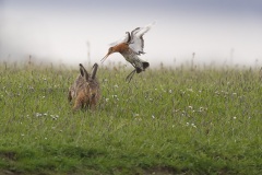 Grutto; Black-tailed Godwit; Limosa Limosa