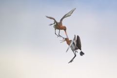 Grutto; Black-tailed Godwit; Limosa Limosa