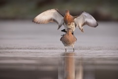 Grutto; Black-tailed Godwit; Limosa limosa