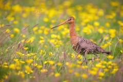 Grutto; Black-tailed Godwit; Limosa limosa
