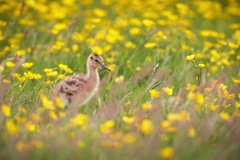 Grutto; Black-tailed Godwit; Limosa limosa