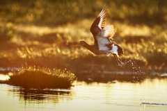 Grutto; Black-tailed Godwit; Limosa limosa
