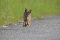 Haas; European Brown Hare; Lepus Europaeus