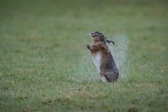 Haas; European Hare; Lepus Europaeus