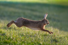 Haas; European Hare; Lepus Europaeus