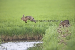 Jumping Hare