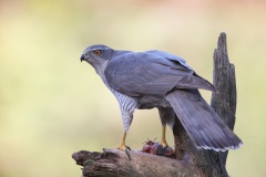 Havik; Northern Goshawk; Accipiter Gentilis