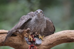 Havik; Northern Goshawk; Accipiter gentilis