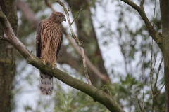 Havik; Northern Goshawk; Accipiter Gentilis