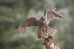 Havik; Northern Goshawk; Accipiter gentilis