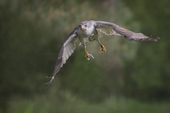 Havik; Northern Goshawk; Accipiter gentilis