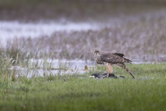 Havik; Northern Goshawk; Accipiter gentilis