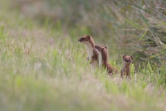 Hermelijn; Stoat; Mustela Erminea