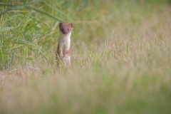 Hermelijn; Stoat; Mustela Erminea