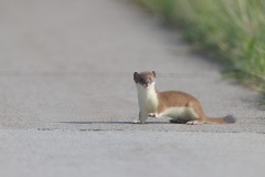 Hermelijn; Stoat; Mustela Erminea