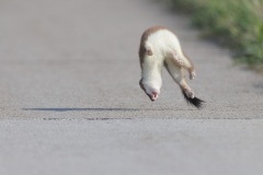 Hermelijn; Stoat; Mustela Erminea
