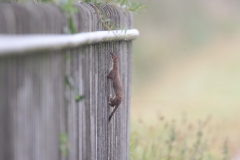Hermelijn; Stoat; Mustela Erminea
