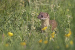 Hermelijn kijkt voor een ogenblik op uit het hoge gras