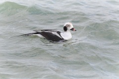 IJseend; Long-tailed Duck; Clangula Hyemalis