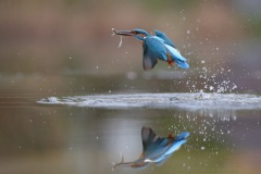 IJsvogel; Common Kingfisher; Alcedo Atthis