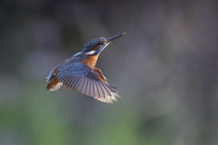 IJsvogel; Common Kingfisher; Alcedo atthis