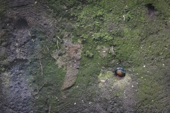 IJsvogel; Common Kingfisher; Alcedo atthis