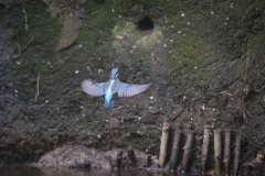 IJsvogel; Common Kingfisher; Alcedo atthis