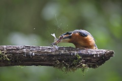 IJsvogel; Common Kingfisher; Alcedo atthis